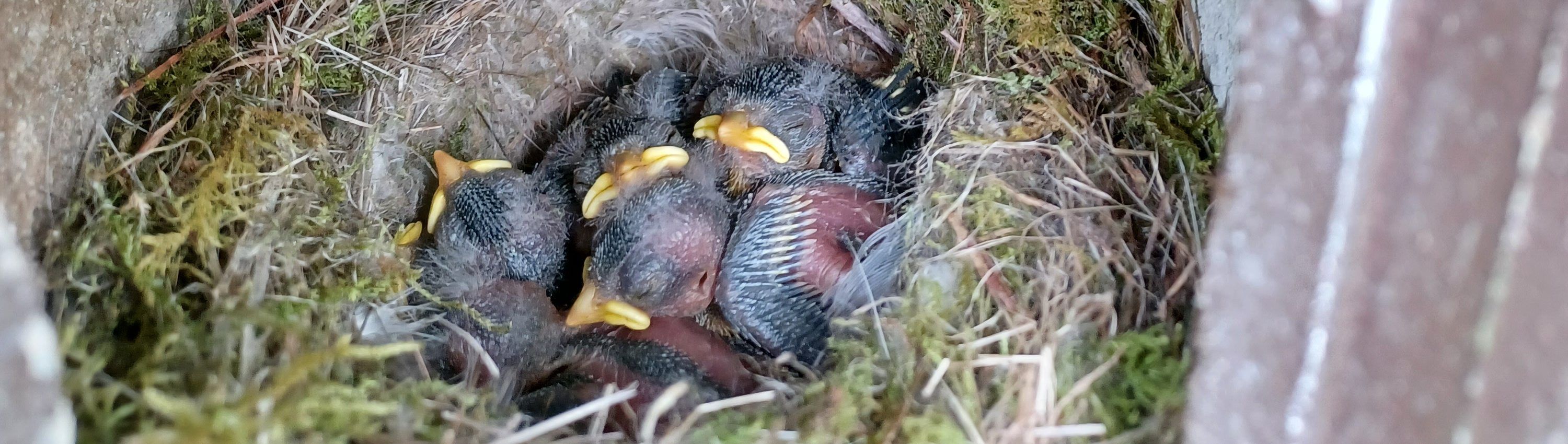 Blue tit brood