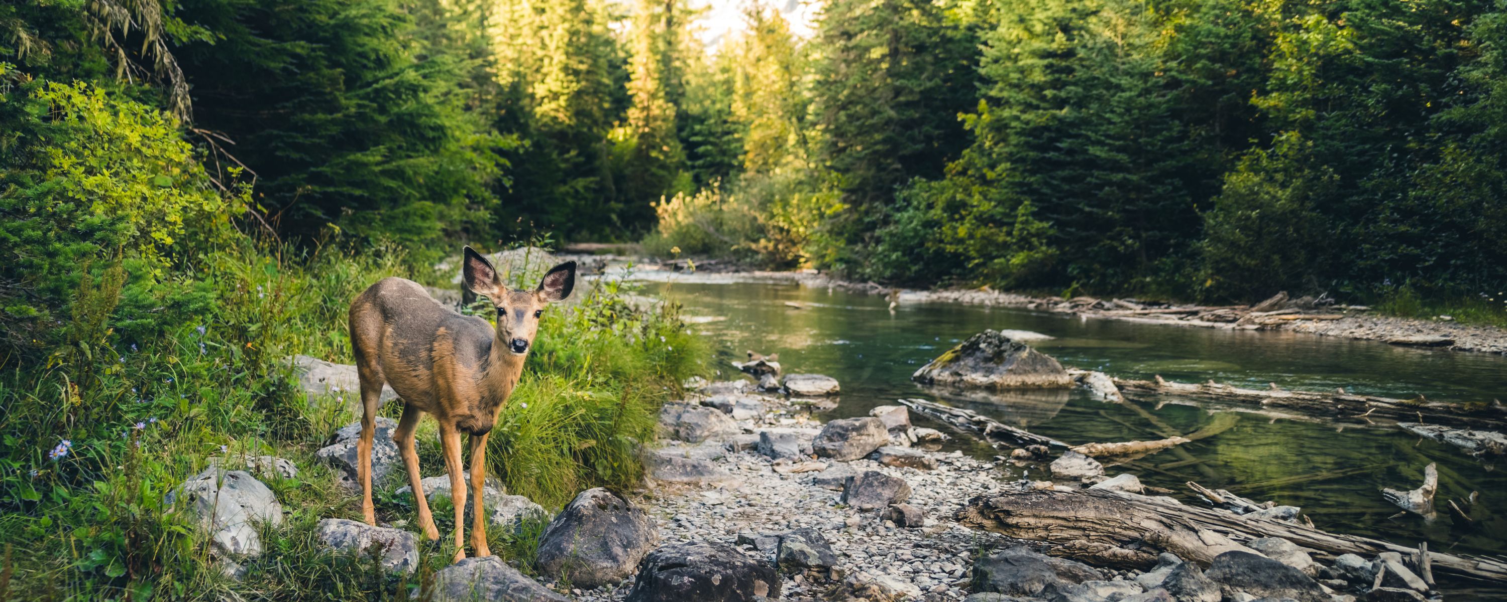 Lone deer in a forest