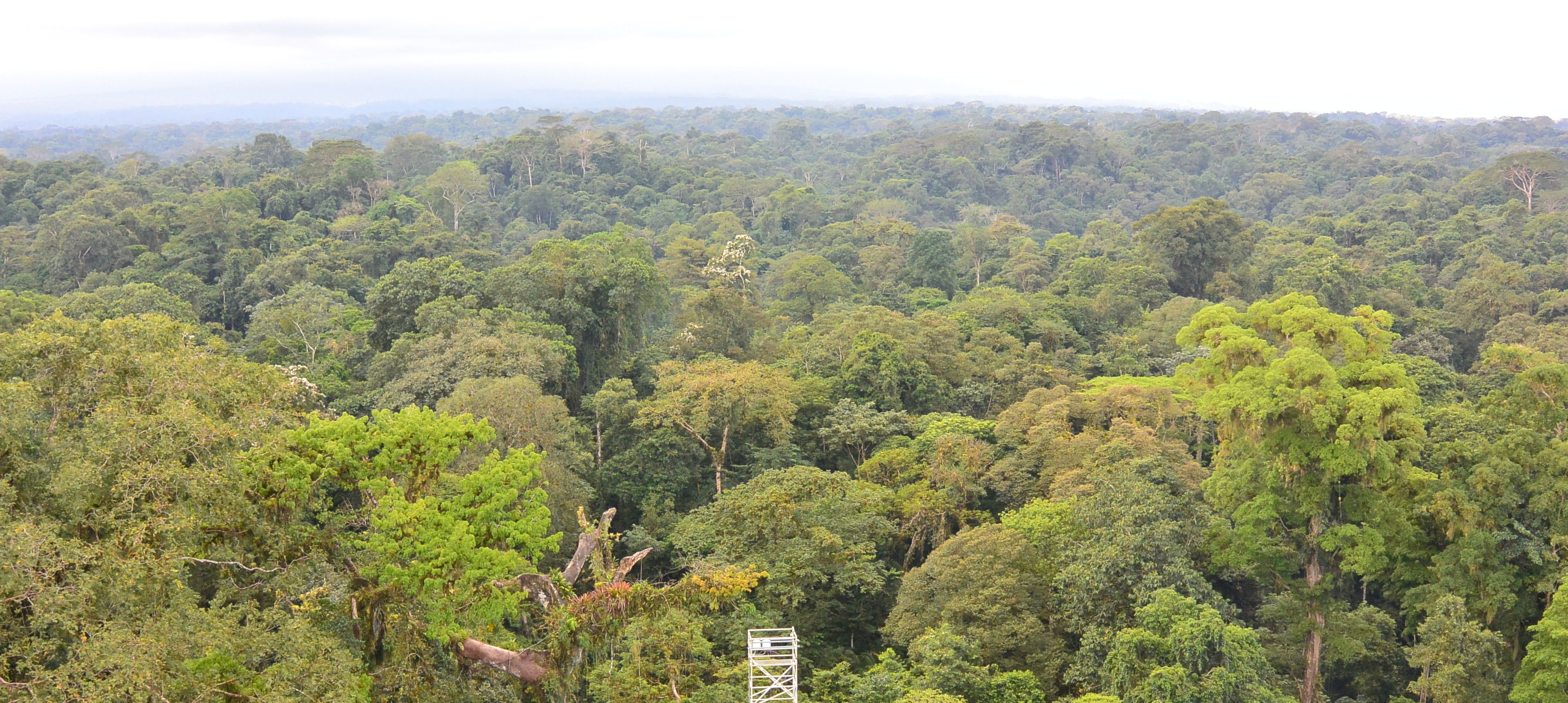 A forest canopy