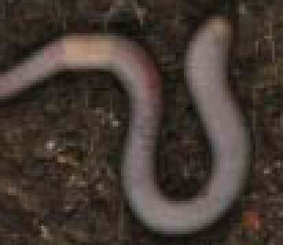 earthworm