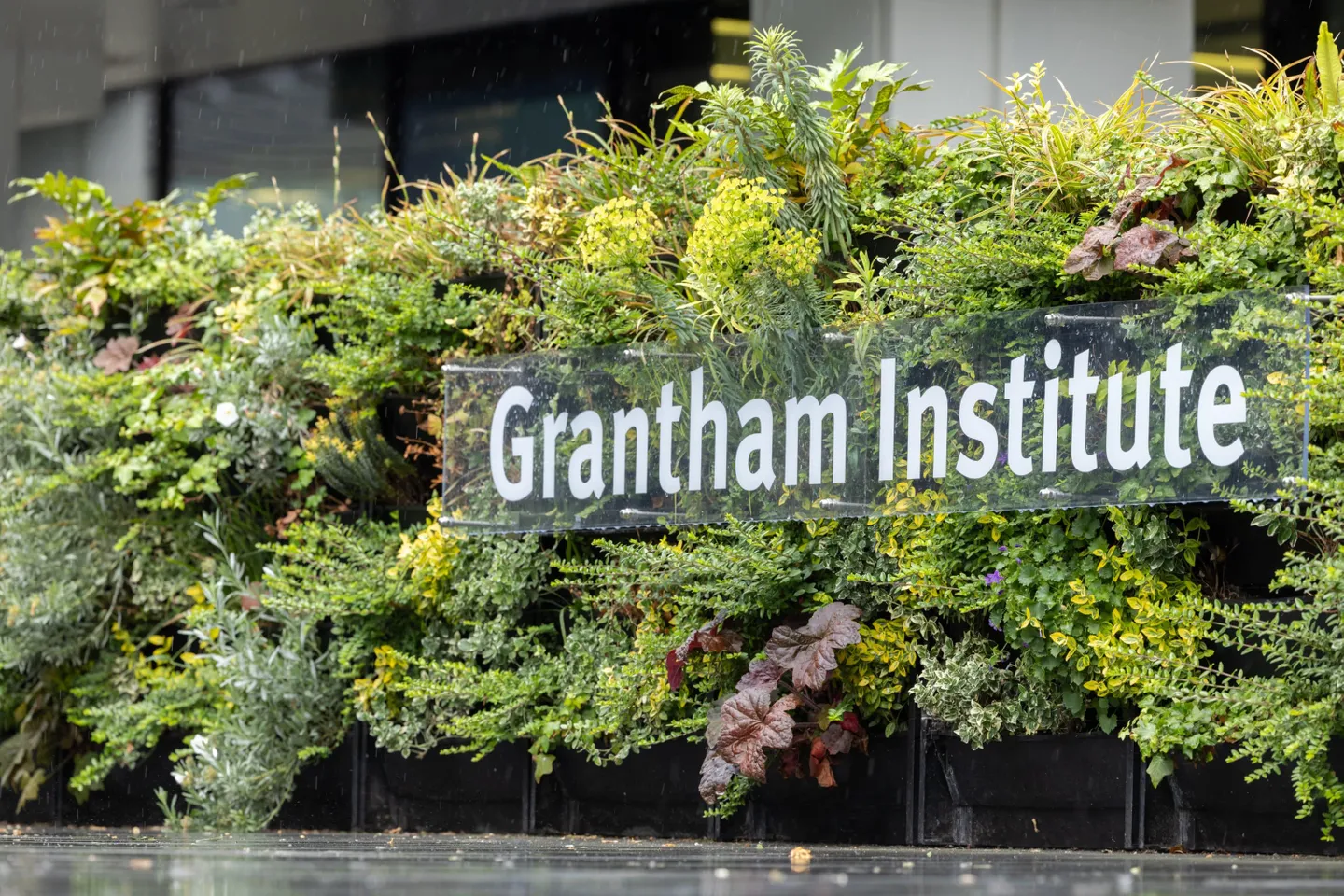 Close up of the Grantham Institute living wall, showing plants and the name of the institute in white letters
