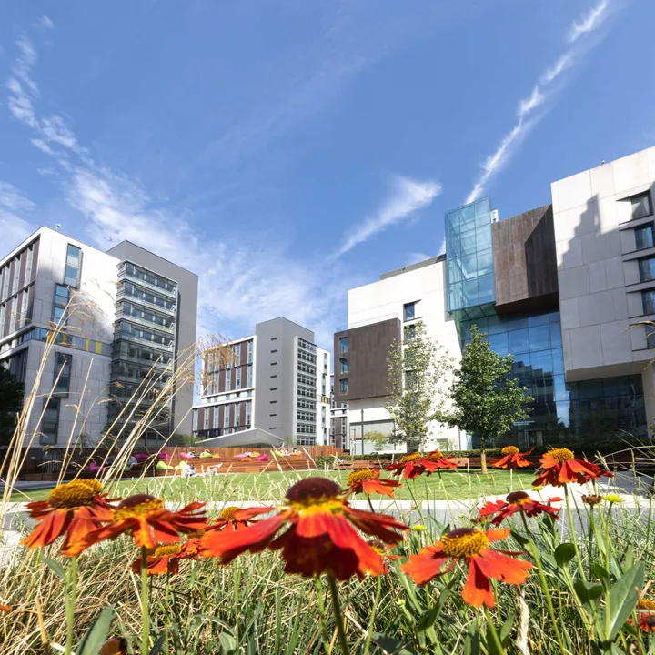 White City campus in the late summer sun