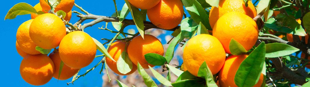 Seville Oranges