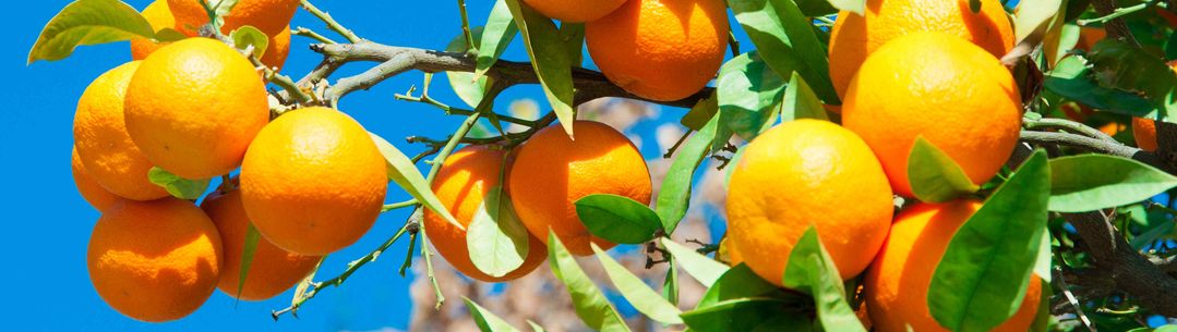 Seville Oranges