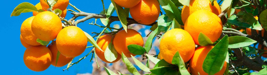 Seville Oranges