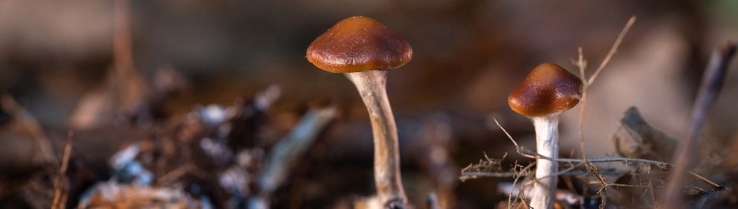 Psychedelic Research Centre Psilocybe cyananescens