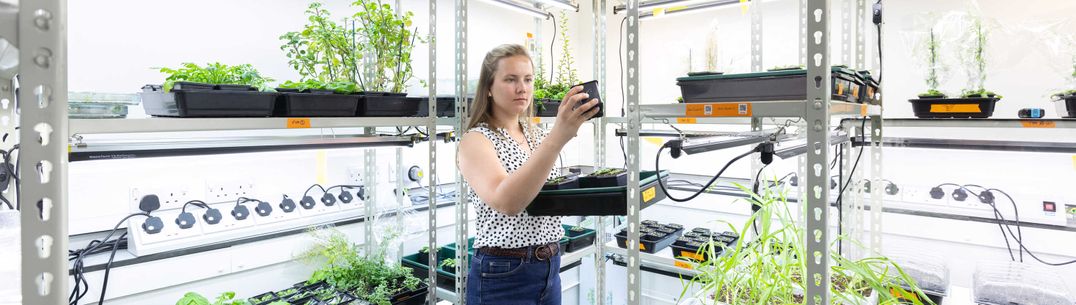 Alice Malivert, postdoctoral research fellow in the plant growth room.