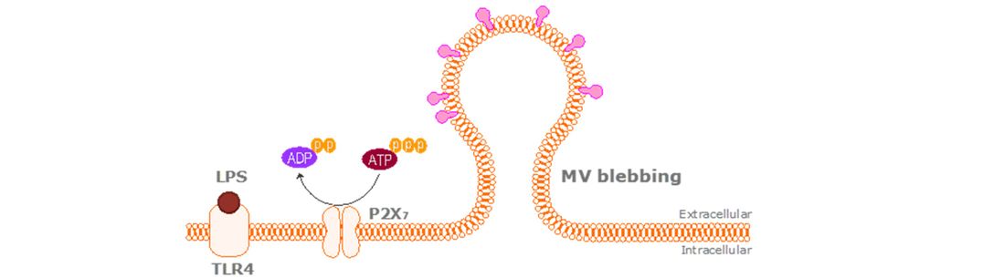 MV interaction with target cells