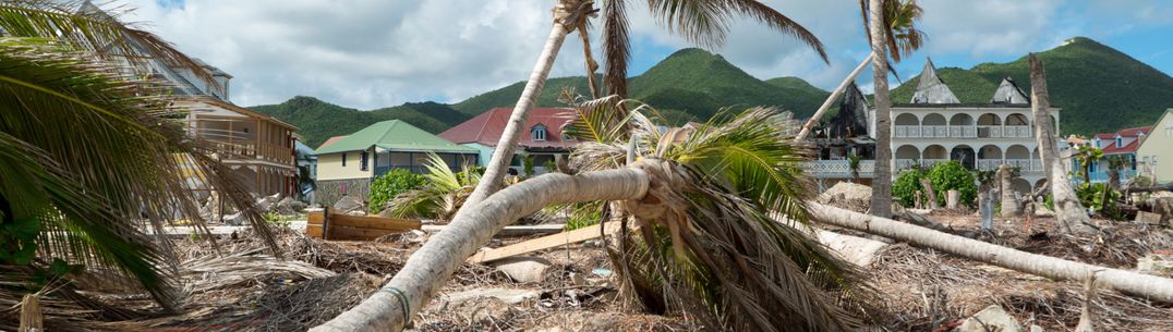 uprooted palm tree lies fallen on beach in front of houses