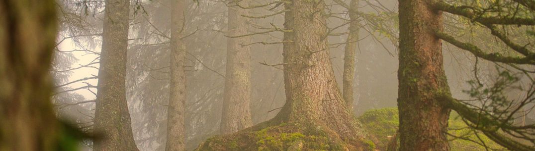 Trees in a forest