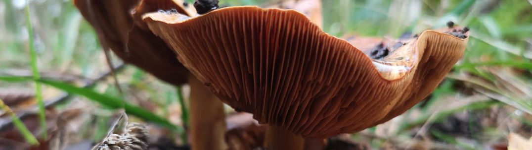 An image of fungi