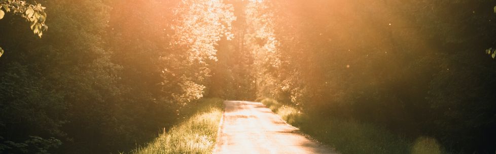 a sunlight path through some trees