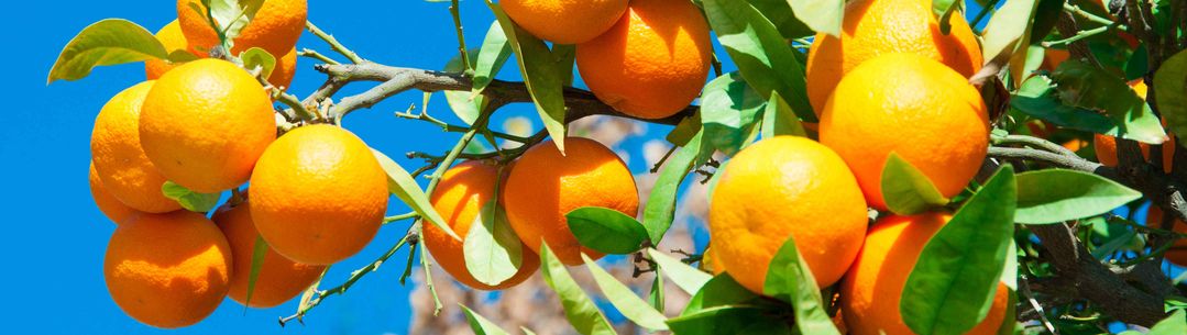 Seville Oranges