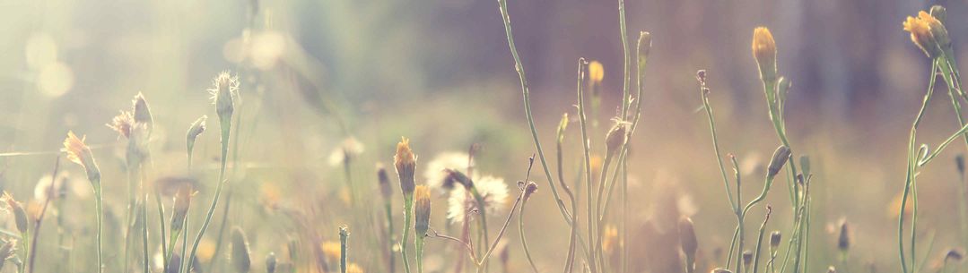 Field of pollinating flowers