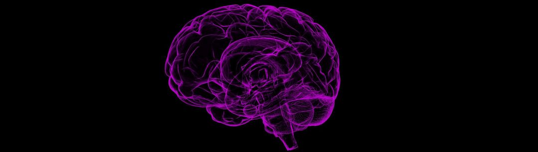 An illustration of the human brain coloured purple