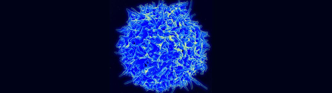 Healthy human T cell