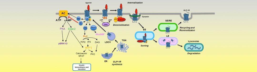 Signalling and Trafficking of Receptors diagram