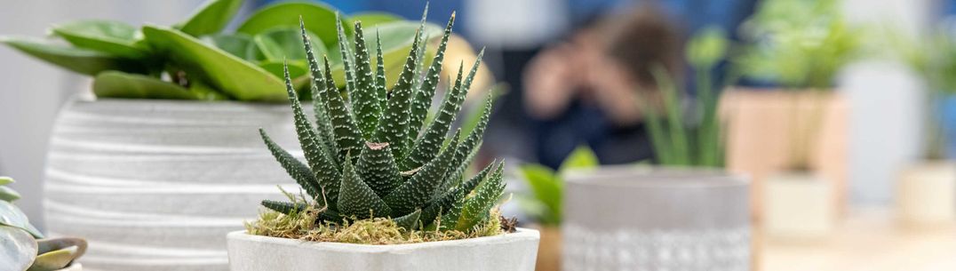 Plants