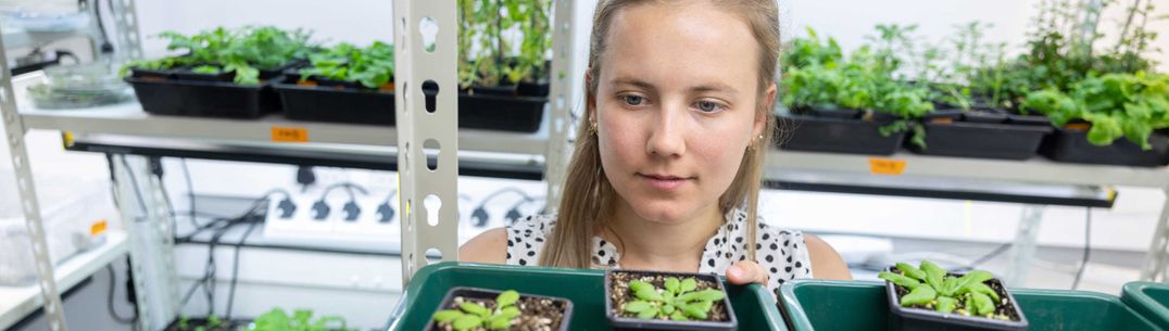 Alice Malivert, Schmidt Futures researchers studies plants in the lab