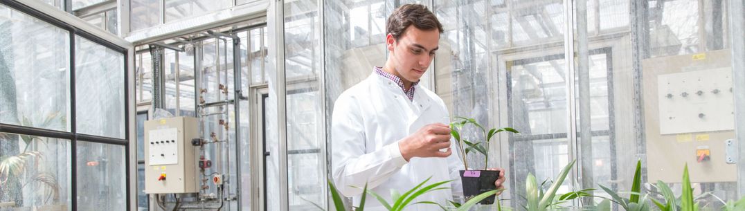 A researcher in a greenhouse examines the leaf of a plant in a pot, with other plant pots in a tray