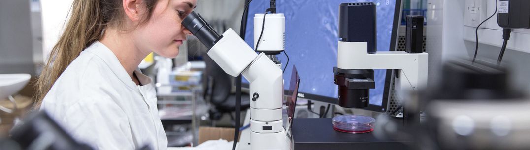 A researcher looks at a petri dish through a microscope