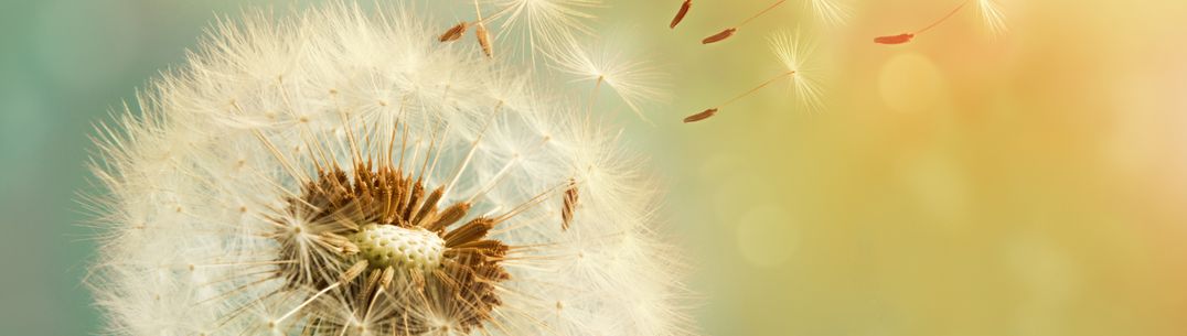 A picture of a Dandelion