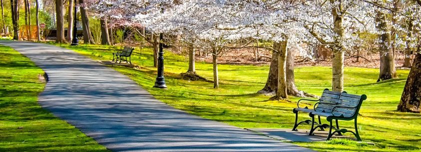 empty bench in green park with blossom