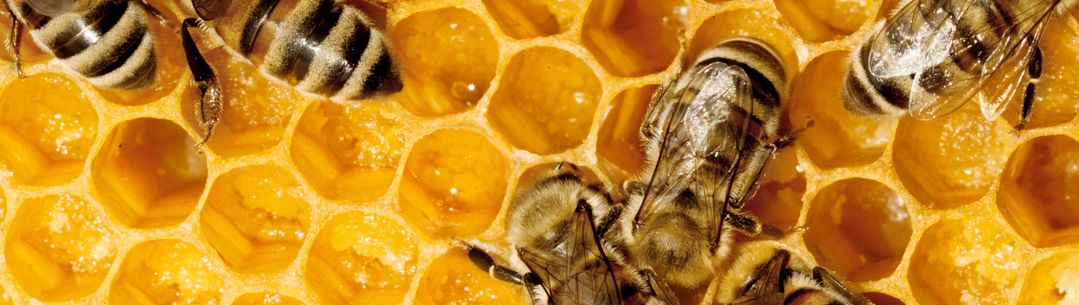 Bees on honeycomb