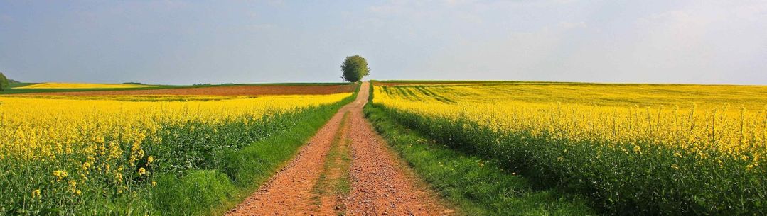 Path to the Horizon