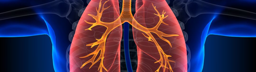 Illustration of lungs