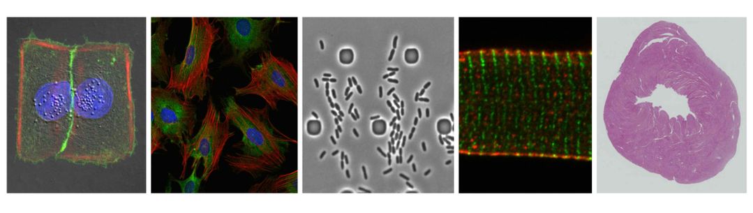 Composite microscopic images