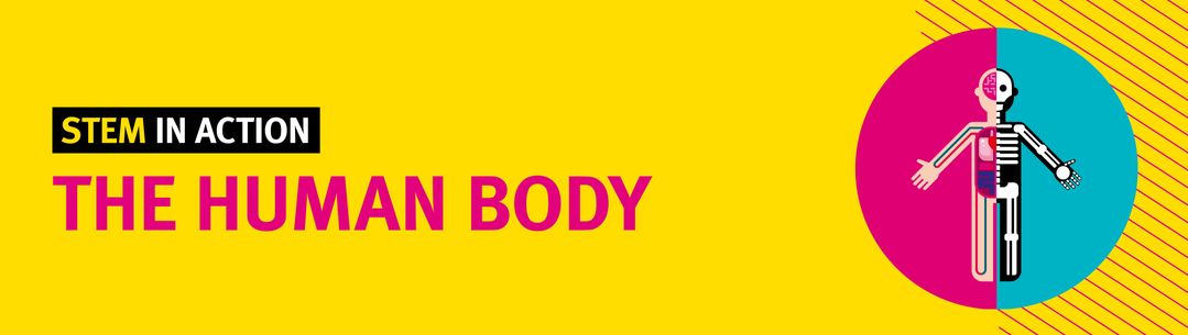 The Human Body