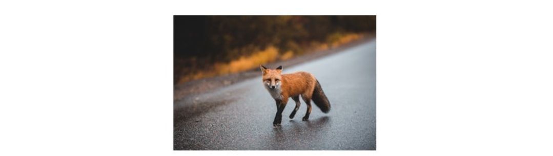 Urban Wildlife Engagement