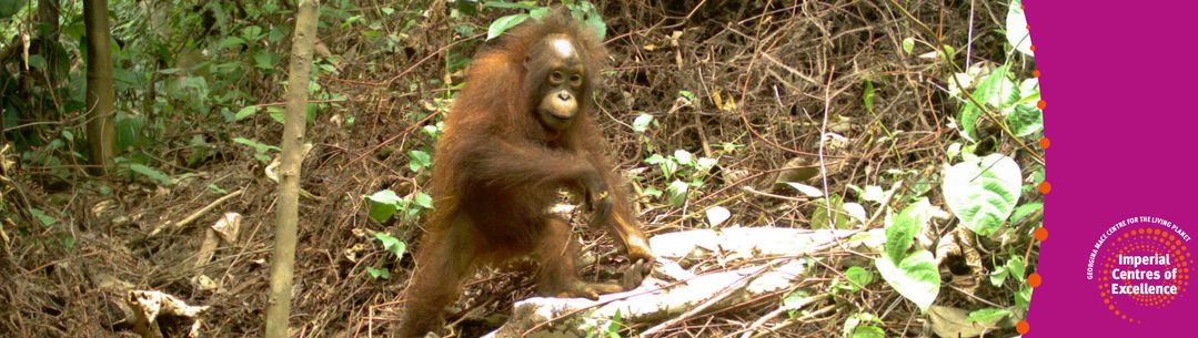 Young Bornean orangutan travelling along the ground