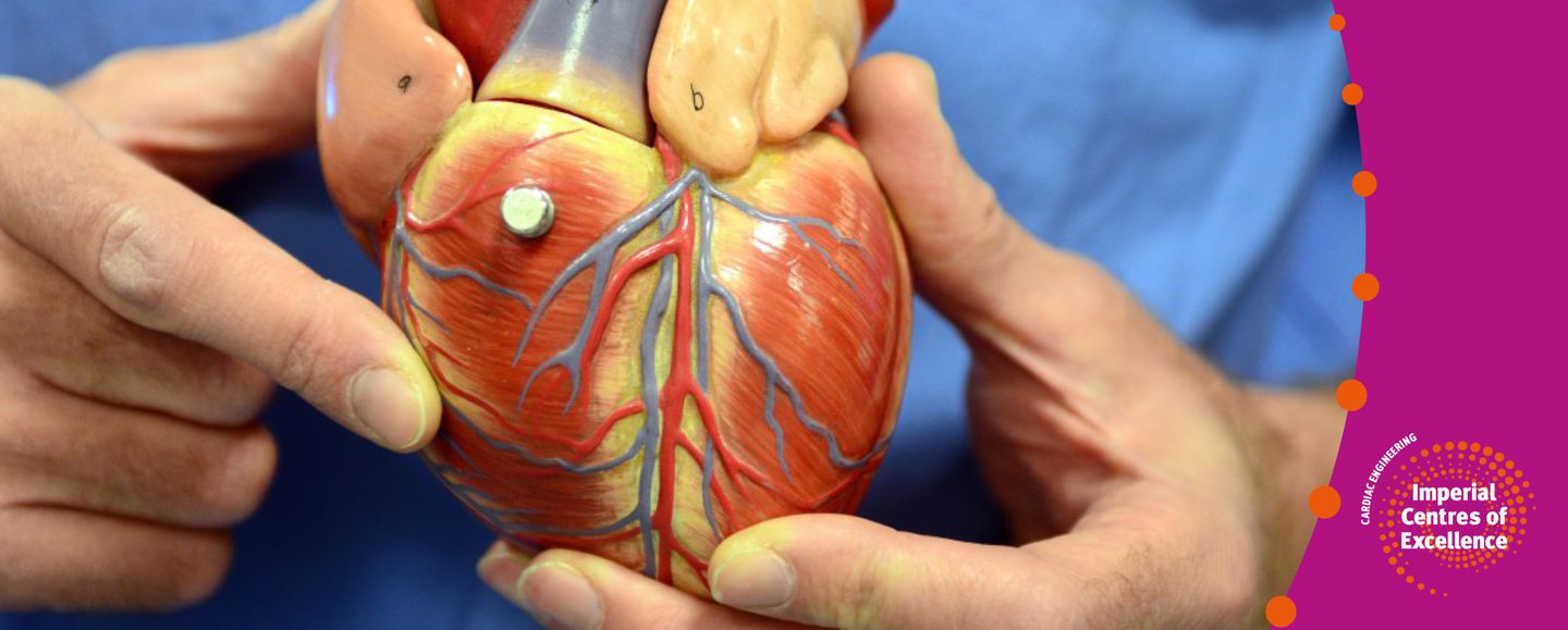 Plastic heart model in hands