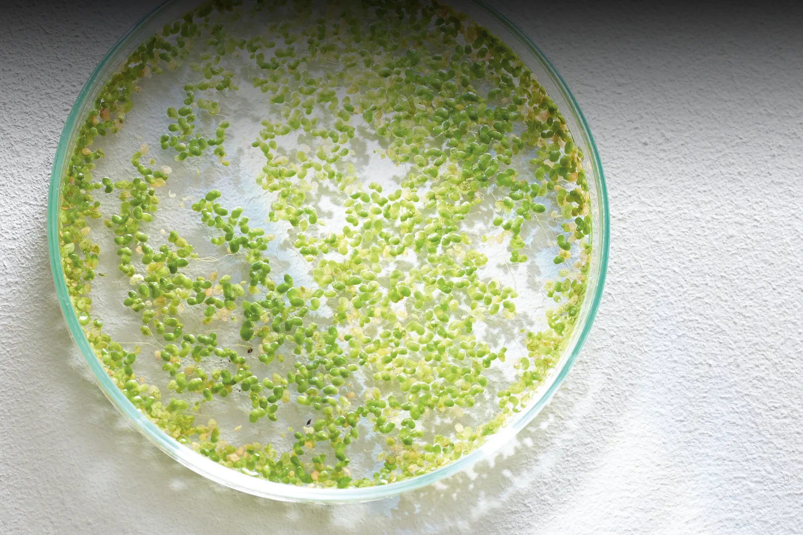 Photosynthesis