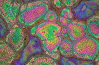 Microscope image of chiral layers of carbon-based polymers for LEDs