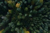 An aerial view of a forest