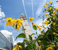 Queen's Tower at Imperial's South Kensington Campus with yellow flower in the foreground