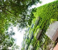 Building covered with greenery