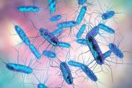 Illustration of Salmonella bacteria - Shutterstock