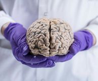 Close up of brain held by researcher