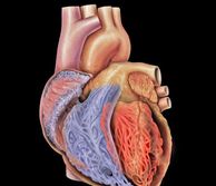 Technical image of a heart