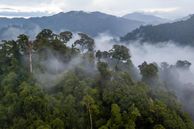 An aerial shot of the Amazon Rainforest