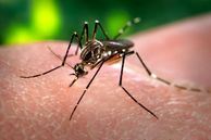 A close up of a mosquito on someone's skin