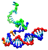 The model represents DNA as nucleotide bases undergoing interactions.