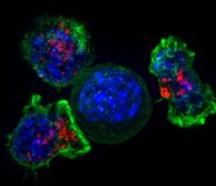 Killer T cells surround a cancer cell