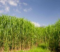 Crop against a blue sky