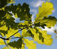 Oak leaves