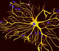 astrocytes